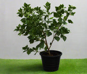 Hibiscus red (Tall Red) 40-50cm image 0