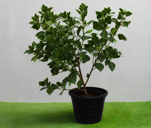 Hibiscus red (Tall Red) 40-50cm image 0