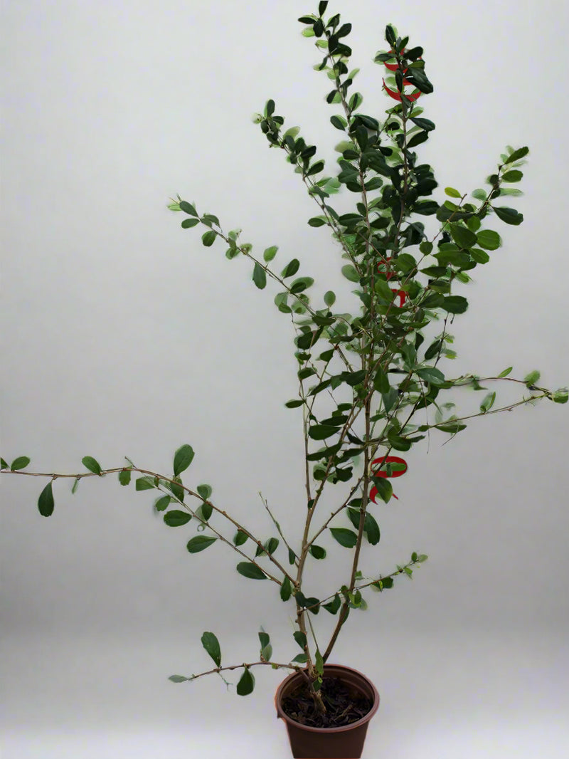 Ehretia microphylla image 0
