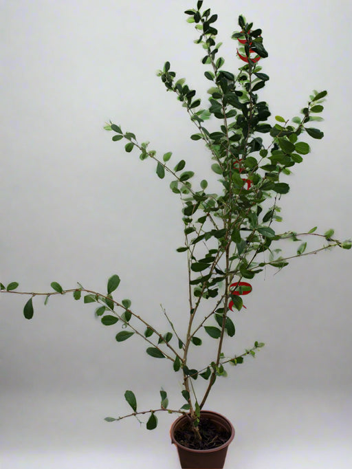 Ehretia microphylla image 0