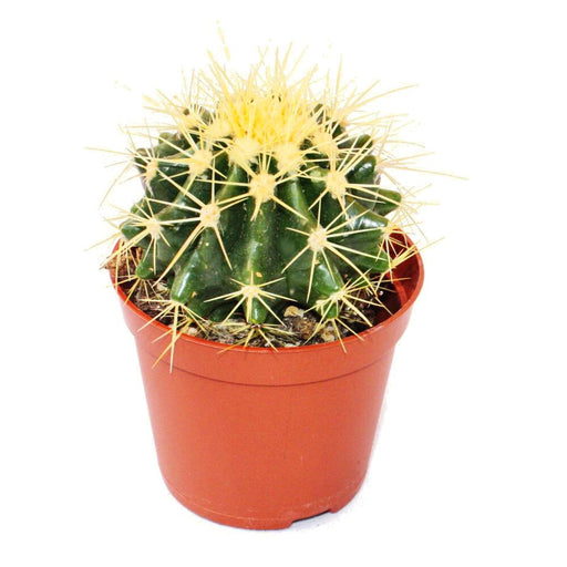 Echinocactus grusonii 