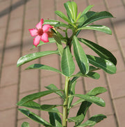 Adenium obesum image 2