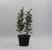 Jatropha pandurifolia image 3