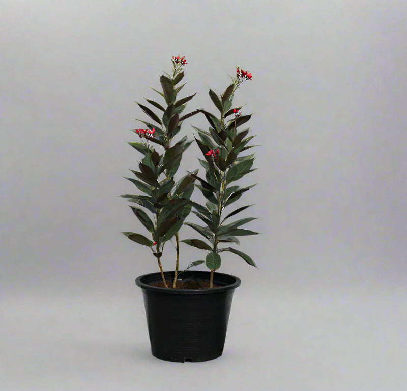 Jatropha pandurifolia image 3