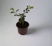 Duranta (Repens Golden) image 0