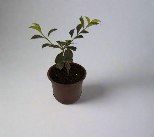 Duranta (Repens Golden) image 0
