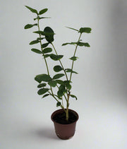 Jasminum Mogra "Full Lebnani" image 0