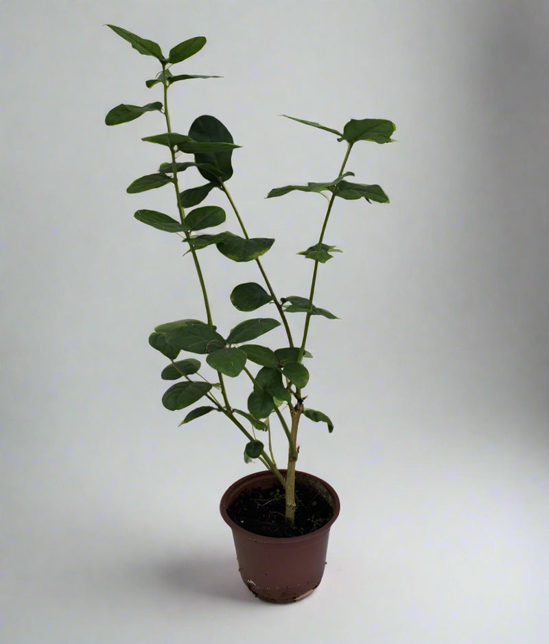 Jasminum Mogra "Full Lebnani" image 0
