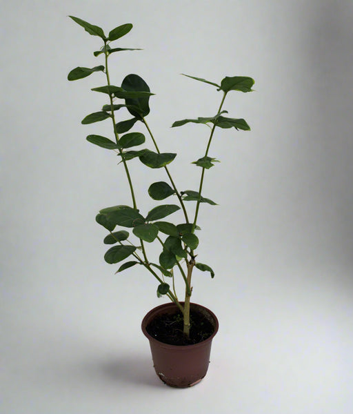 Jasminum Mogra "Full Lebnani" image 0