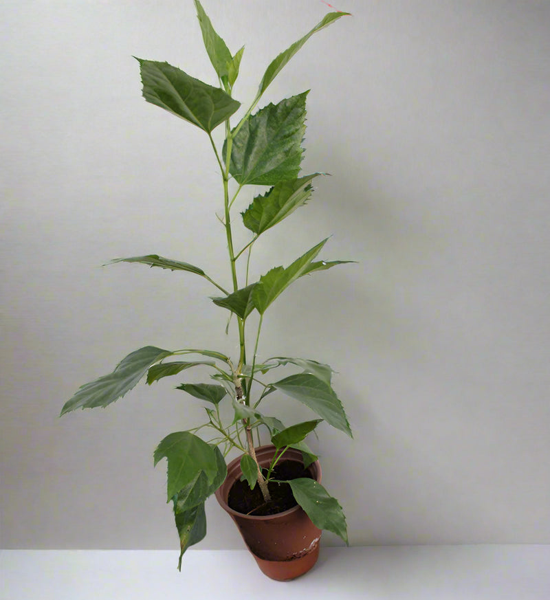 Hibiscus rosa-sinensis 10-15cm image 0