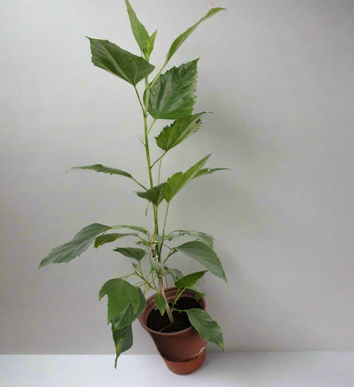 Hibiscus rosa-sinensis 10-15cm image 0