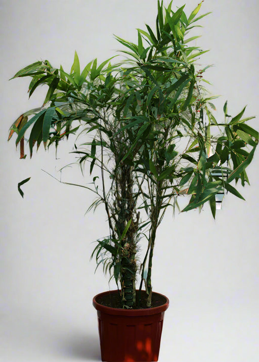 Bamboo "Green" image 1
