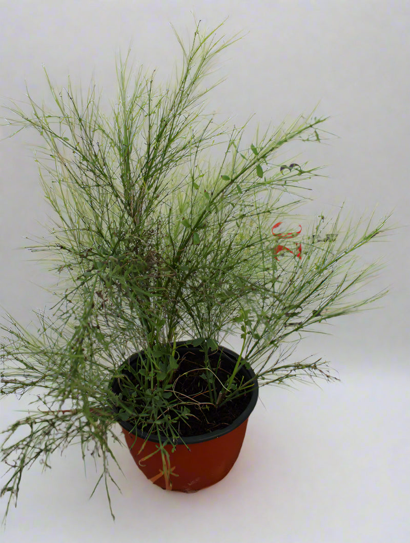 Russelia equisetformis hanging image 0