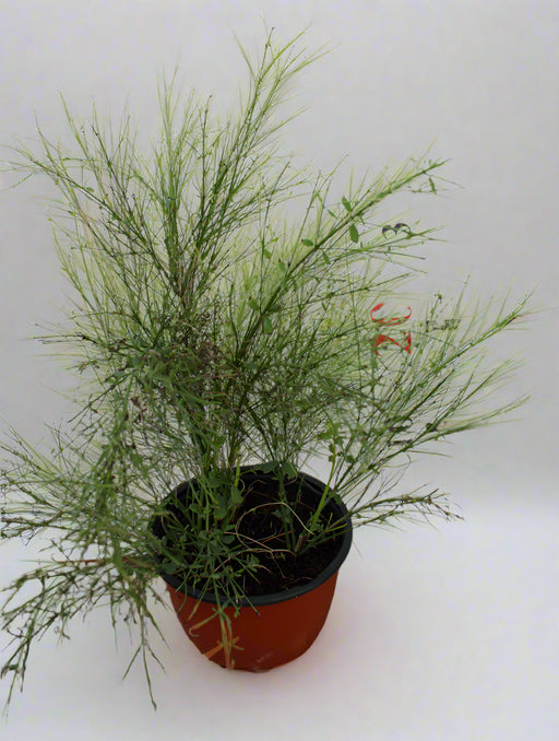 Russelia equisetformis hanging image 0