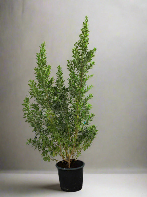 Leucophyllum frutescens image 0