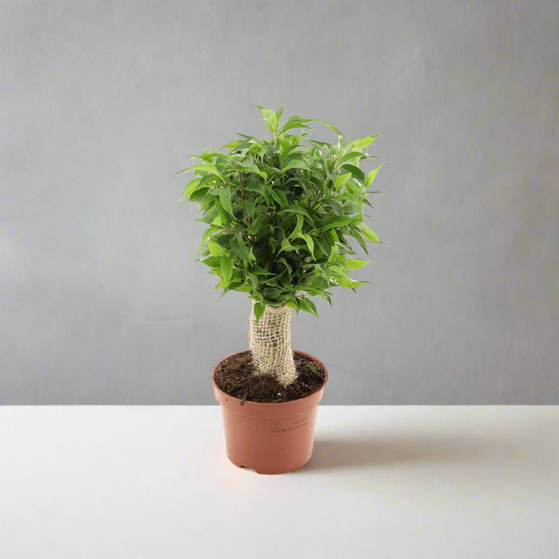 Ficus benja. 'Natasja' jute stem 12CM POT,35CM HT