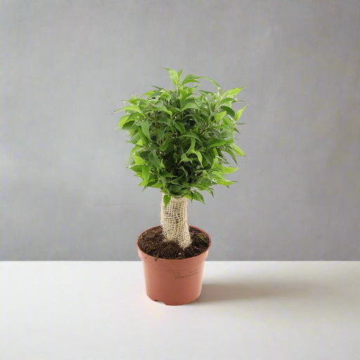Ficus benja. 'Natasja' jute stem 12CM POT,35CM HT