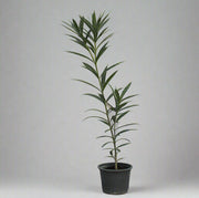 Nerium Oleander image 1