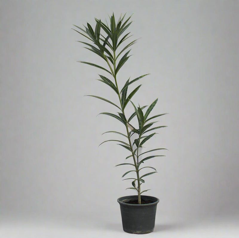 Nerium Oleander image 1