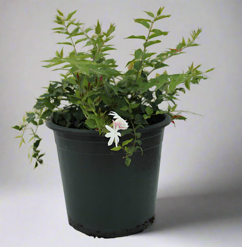Jasminum Nitidum image 0