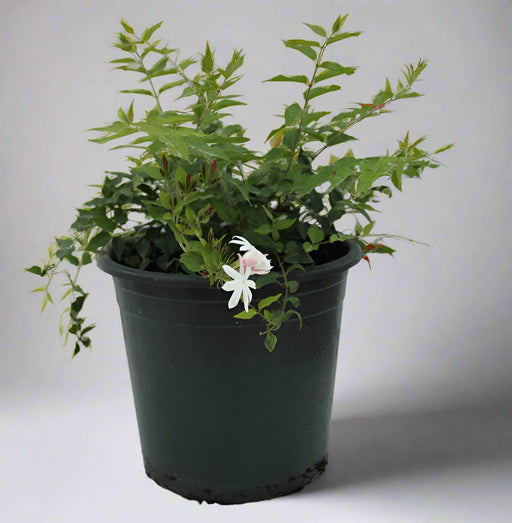 Jasminum Nitidum image 0