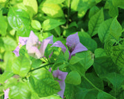 Bougainvillea alexandra 20-25cm image 1