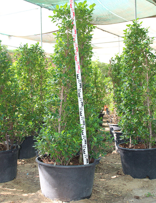Ficus diversifolia 'Cone shape image 0