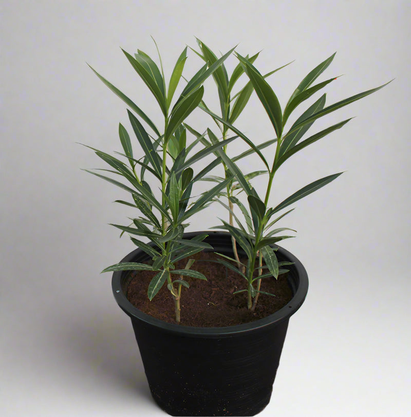 Nerium oleander 'Mix' image 1
