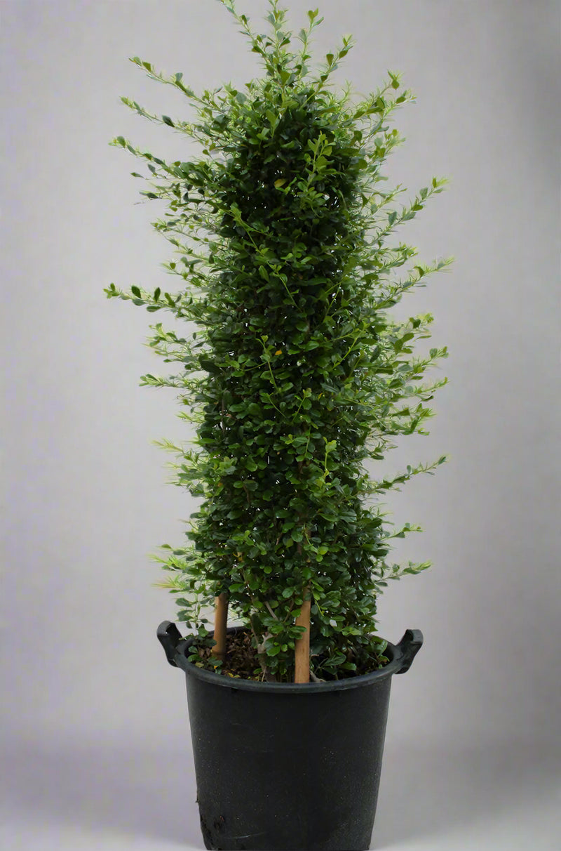 Ehretia Cone Shape(Calypot) image 2