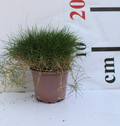 Zoysia Grass image 0