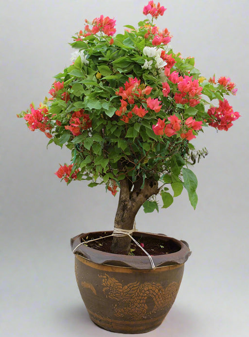 Bougainvillea Ball Shape  50cm Dia image 0