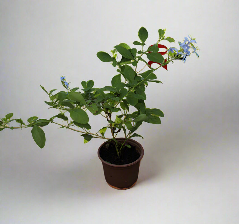 Plumbago 'capensis' image 1