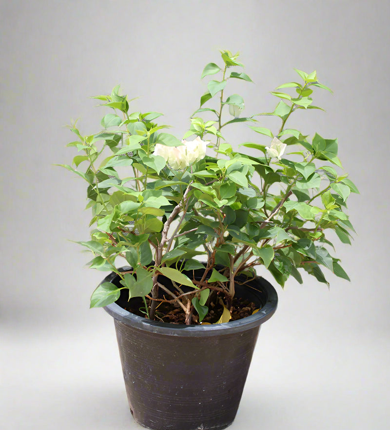 Bougainvillea 'Coco Ice' image 1