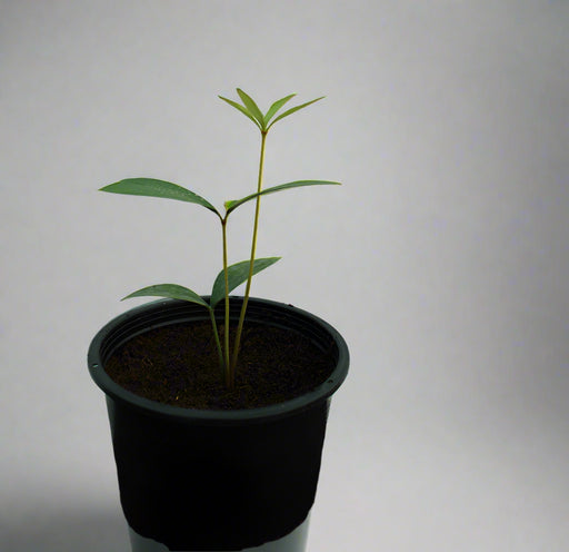 Zamia furfuracea image 0