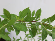 Lawsonia inermes image 1