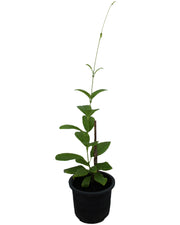 Mandevilla "Yellow" image 0