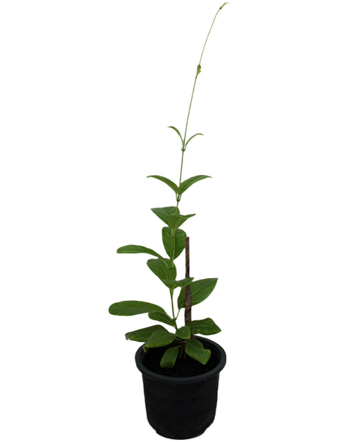 Mandevilla "Yellow" image 0