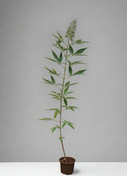 Vitex agnus castus image 0