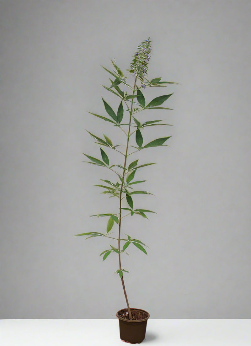 Vitex agnus castus image 0