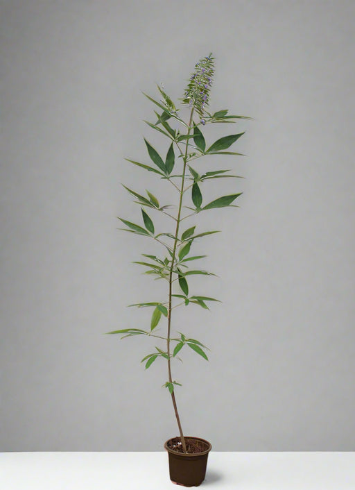 Vitex agnus castus image 0