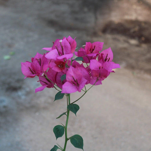 Bougainvillea Spectabilis"Red" image 1