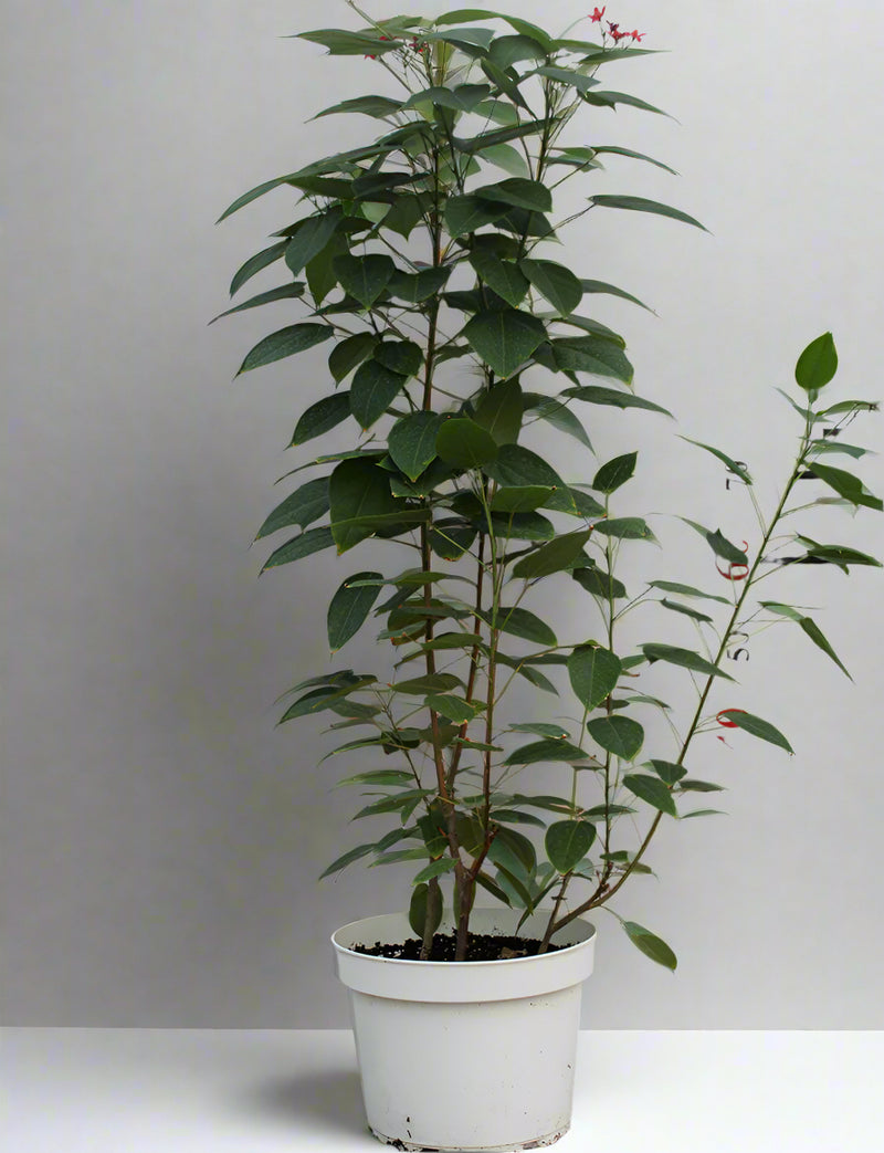 Jatropha pandurifolia image 1