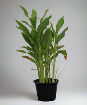 Canna indica "Green Leaf" image 1