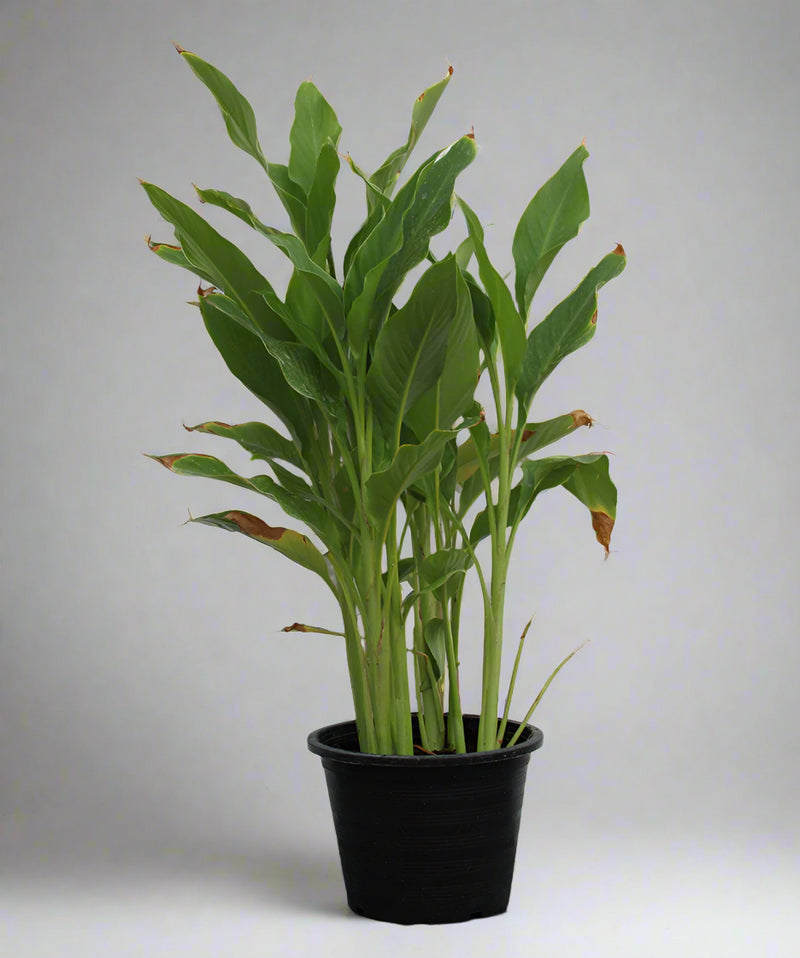 Canna indica "Green Leaf" image 1