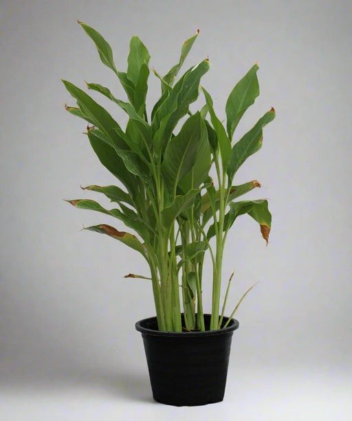 Canna indica "Green Leaf" image 1