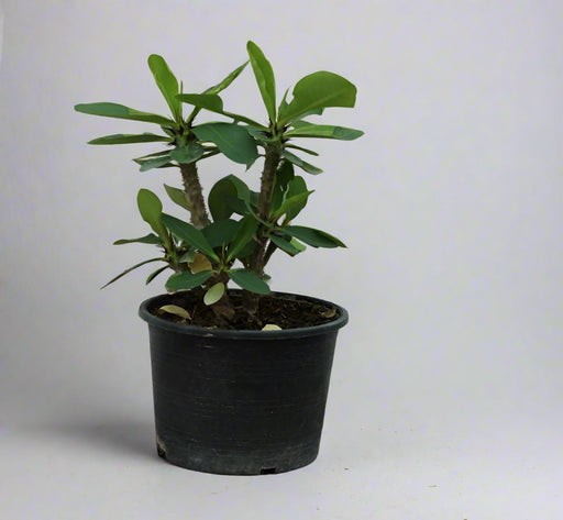 Euphorbia Mix Colour image 0