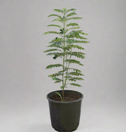 Cassia glauca (1.5 - 1.8m Over All Height ) image 1