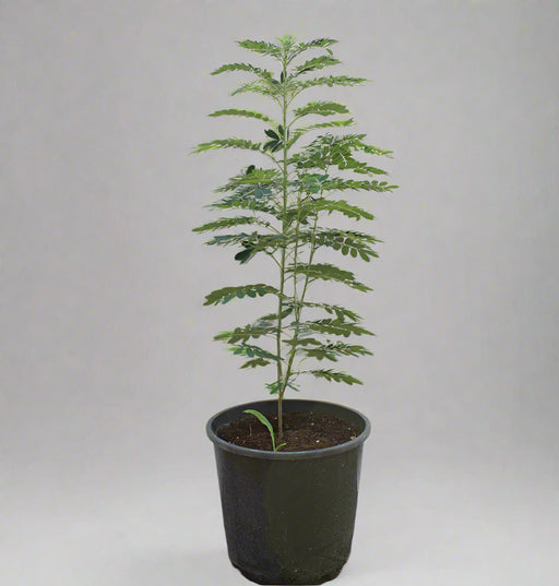 Cassia glauca (1.5 - 1.8m Over All Height ) image 1