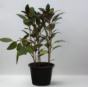 Eranthemum "MIX" image 1