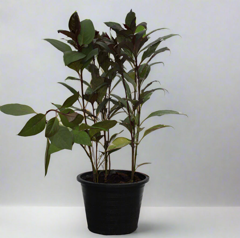 Eranthemum "MIX" image 1